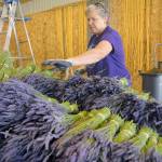 Volunteer Liz Diesner of West Seattle sorts bundles of lavender ready for drying Saturday at Kitty Bs Lavender Farm west of Sequim. (Keith Thorpe/Peninsula Daily News)