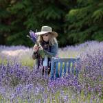 Lou Tappe of Sequim ties up a bundle of lavender Friday at Lavender Connection. (Keith Thorpe/Peninsula Daily News)