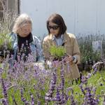 Vikki Pearce of Duvall, left, and Clara Lamantea of Redmond consult a list as they consider purchasing lavender plants on Friday at Victors Lavender. (Keith Thorpe/Peninsula Daily News)