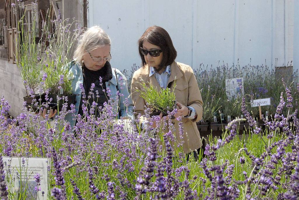 Vikki Pearce of Duvall, left, and Clara Lamantea of Redmond consult a list as they consider purchasing lavender plants on Friday at Victors Lavender. (Keith Thorpe/Peninsula Daily News)