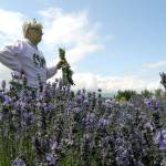 Mae Bozeman of Flora, Miss., holds a bundle of lavender she picked Friday at B&B Family Farm. (Keith Thorpe/Peninsula Daily News)