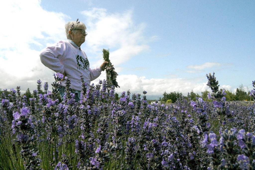 Mae Bozeman of Flora, Miss., holds a bundle of lavender she picked Friday at B&B Family Farm. (Keith Thorpe/Peninsula Daily News)