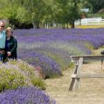 Rich and Miranda Brough of Sequim take a selfie the old-fashioned way with camera set on a timer at B&B Family Farm. (Keith Thorpe/Peninsula Daily News)