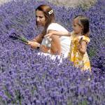 Stana Manole and her daughter, Emma, 2, both of Seattle, look over rows of lavender at B&B Family Farm. (Keith Thorpe/Peninsula Daily News)