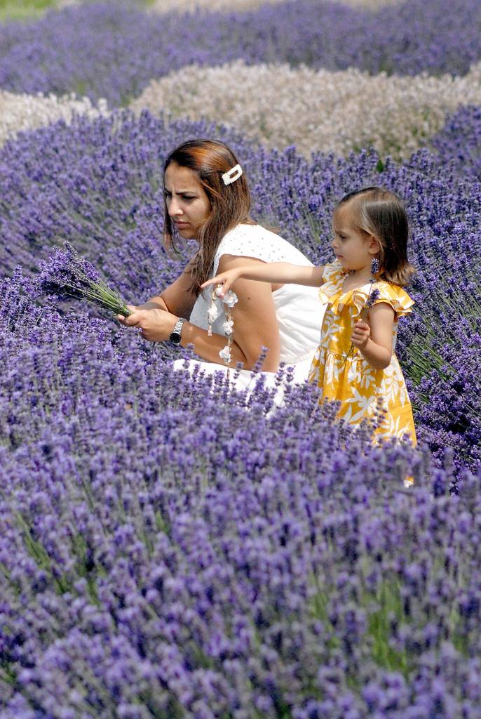 Stana Manole and her daughter, Emma, 2, both of Seattle, look over rows of lavender at B&B Family Farm. (Keith Thorpe/Peninsula Daily News)