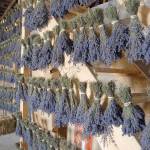 Bundles of lavender hang in a drying barn at Victors Lavender on Friday as the three-day Sequim Lavender Festival kicked off at lavender farms across the North Olympic Peninsula. (Keith Thorpe/Peninsula Daily News)