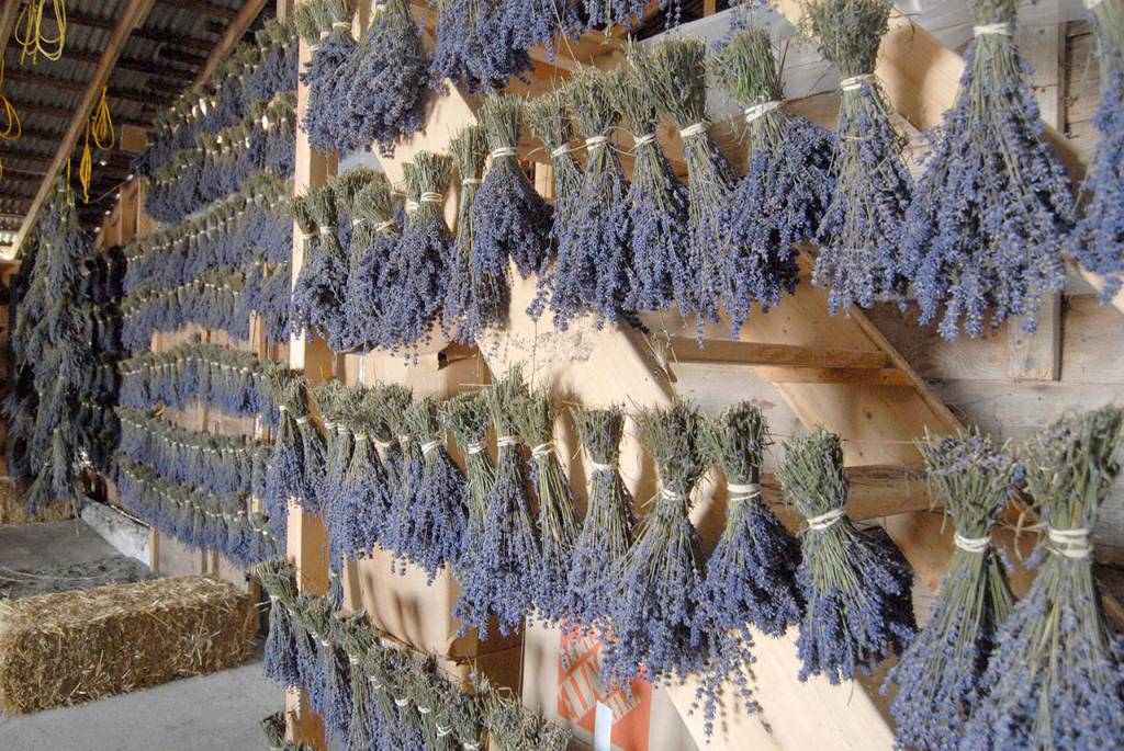 Bundles of lavender hang in a drying barn at Victors Lavender on Friday as the three-day Sequim Lavender Festival kicked off at lavender farms across the North Olympic Peninsula. (Keith Thorpe/Peninsula Daily News)