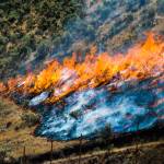 Plan to slow Western wildfires would clear strips of land