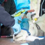 Officials move 76 goats from Olympics to Cascades