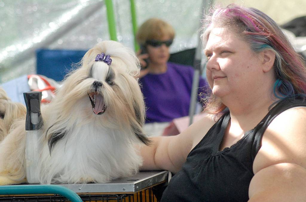 Arletta Gustafson of Sedro-Woolly waits with her shih tzu Percy for a call to the show ring during the 23rd annual Hurricane Ridge Kennel Club dog show on Friday at the Sequim High School football stadium. The show, which continued through Sunday, featured a wide variety of breeds from around the region. (Keith Thorpe/Peninsula Daily News)
