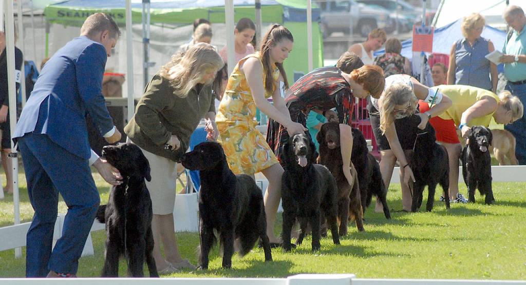 Retrievers and their owners and handlers line up before the judge on Friday at Sequim High School. (Keith Thorpe/Peninsula Daily News)
