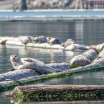 PHOTO: Basking in the sun in Port Angeles Harbor