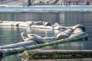 PHOTO: Basking in the sun in Port Angeles Harbor