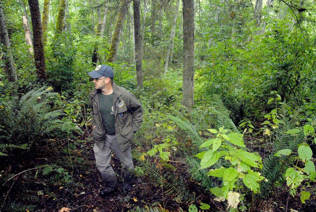 Darric Lowery, Olympic area manager for the state Department of Fish & Wildlife, examines a social trail that may have been blazed by homeless people through a wildlife preserve in the Morse Creek Valley. (Keith Thorpe/Peninsula Daily News)