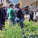 Garden walk to cover tomatoes, onions, berries