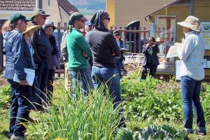 Garden walk to cover tomatoes, onions, berries