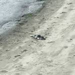 A harbor seal pup is shown on Hollywood Beach in Port Angeles on Friday. (Rob Ollikainen/Peninsula Daily News)