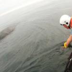 Entangled humpback whale freed near Tatoosh Island