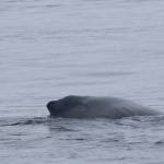 A humpback whale is shown swimming normally near Tatoosh Island after a response team freed the whale from ropes hog-tying it between its mouth and tail. (NOAA Fisheries)