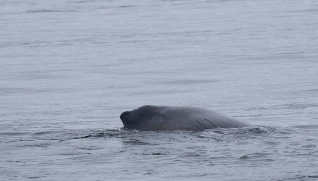 A humpback whale is shown swimming normally near Tatoosh Island after a response team freed the whale from ropes hog-tying it between its mouth and tail. (NOAA Fisheries)