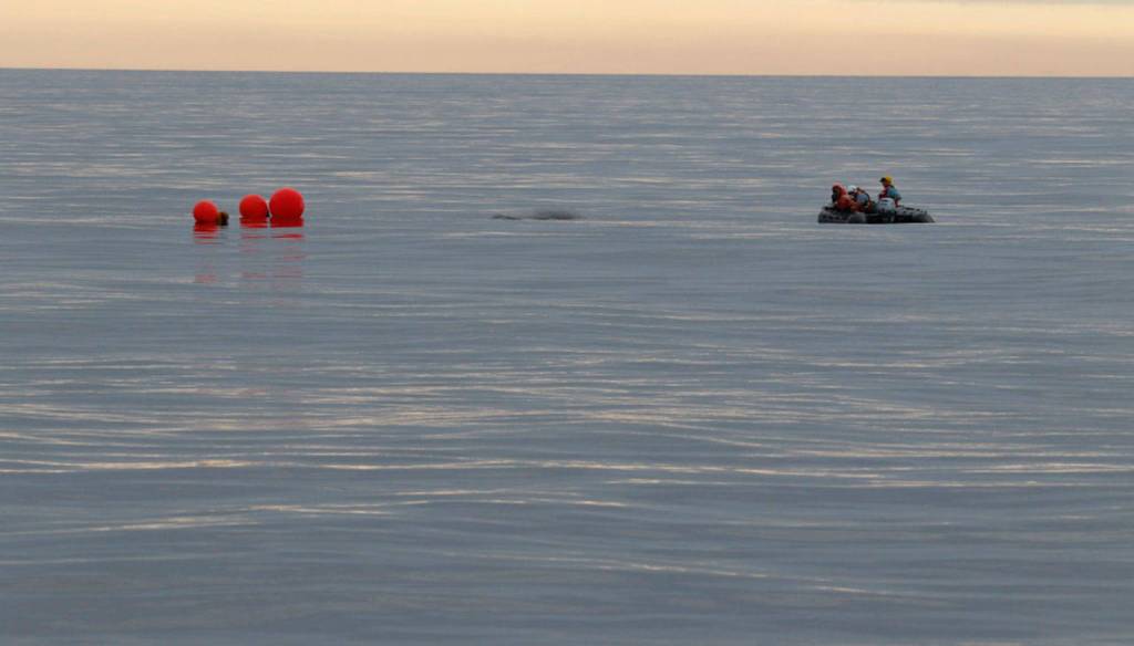 Calm waters assisted a response team in finding an entangled humpback whale near Tatoosh Island. (NOAA Fisheries)