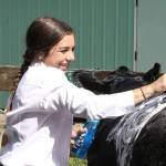 PHOTO: Getting all cleaned up for the Clallam fair