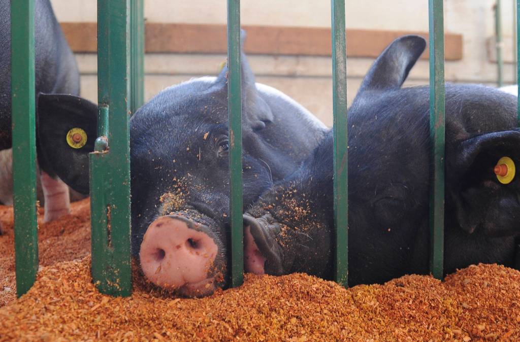 Even by the first day, some county fair attendees were simply hog-tired. Michael Dashiell/Olympic Peninsula News Group