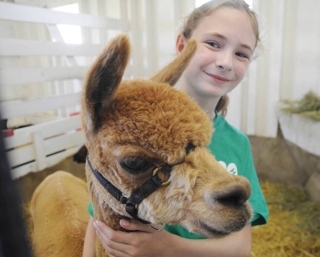 Faern Tait of Port Angeles shows off Valentina, a 10-year-old alpaca, at the Clallam County Fair. Michael Dashiell/Olympic Peninsula News Group