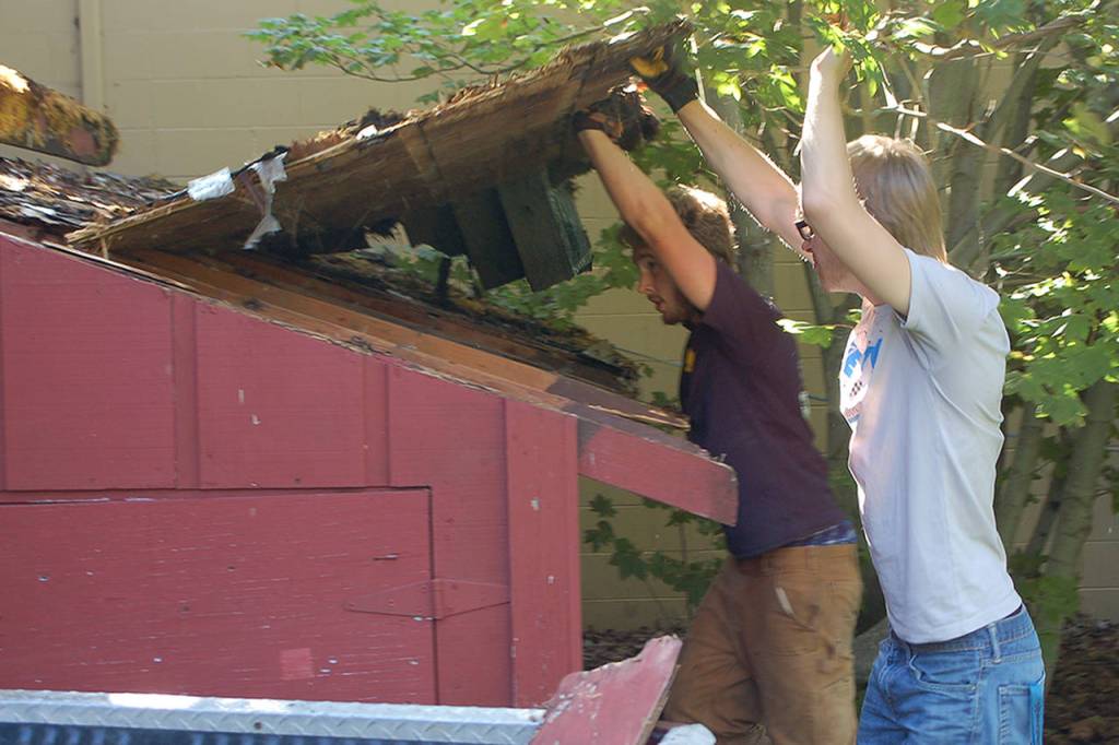 Eagle Scout candidate Ian Thill, back, and Dylan Washburn, front, lift up the first section of the Pioneer Memorial Park storage shed roof as part of Thills Eagle Scout project. This roof was in worse shape than we thought, Thill said partway through the process, remarking that hed been hoping to save some of the support beams. In the end, they had to remove them all because of rot and other degradation. (Conor Dowley/Olympic Peninsula News Group)