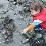 The Port Townsend Marine Science Center will guide a low-tide beach walk from 10 a.m. to noon Saturday. (Peninsula Daily News file)