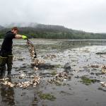 Jamestown S’Klallam Tribe aids Olympia oysters in Sequim Bay