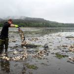 Jarrett Burns, Jamestown SKlallam Tribe natural resources technician, spreads Pacific oyster shells on Sequim Bay tidelands to improve the habitat for the Olympia oyster population. (Tiffany Royal/Northwest Treaty Tribes Magazine)