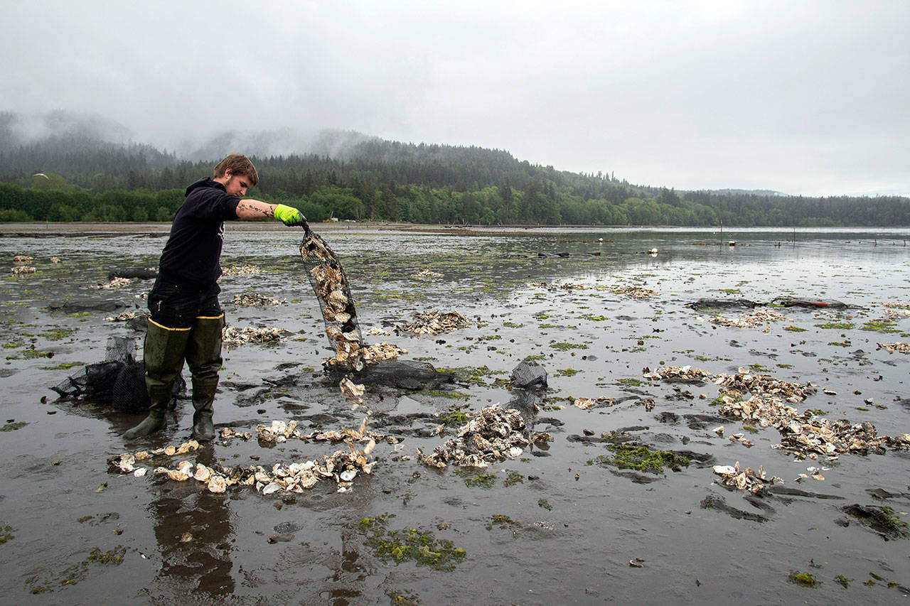 Jarrett Burns, Jamestown SKlallam Tribe natural resources technician, spreads Pacific oyster shells on Sequim Bay tidelands to improve the habitat for the Olympia oyster population. (Tiffany Royal/Northwest Treaty Tribes Magazine)