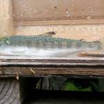 Large coho salmon smolts found exiting Lake Sutherland