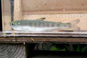 Large coho salmon smolts found exiting Lake Sutherland