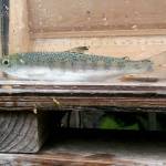 The Lower Elwha Klallam Tribe has found large coho smolts migrating from Lake Sutherland to the Elwha River via Indian Creek, including this specimen that was 7.8 inches long. (Lower Elwha Klallam Tribe)
