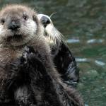 Researcher: Sea otters help to slow climate change