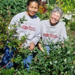 Clallam County Master Gardeners Audreen Williams, left, and Jeanette Stehr-Green will talk about growing blueberries in the Pacific Northwest at the Master Gardener Demonstration Garden on Saturday.