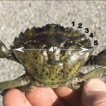 Trapping of green crabs on the North Olympic Peninsula has begun for the season.