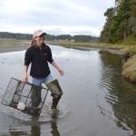 Emily Grason, Crab Team program manager and a marine ecologist, pulls a trap from waters near Indian Island County Park to check for European green crab in September 2018. (Matthew Nash/Olympic Peninsula News Group)
