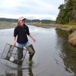 Volunteers trap European green crabs