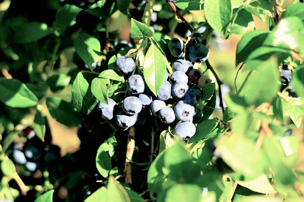 Long, sunny days nourished an especially abundant blueberry crop in Joyce this year. (Diane Urbani de la Paz/for Peninsula Daily News)