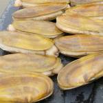 OUTDOORS: Forecast rosy for razor clams
