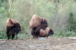 Bison loaded for transport