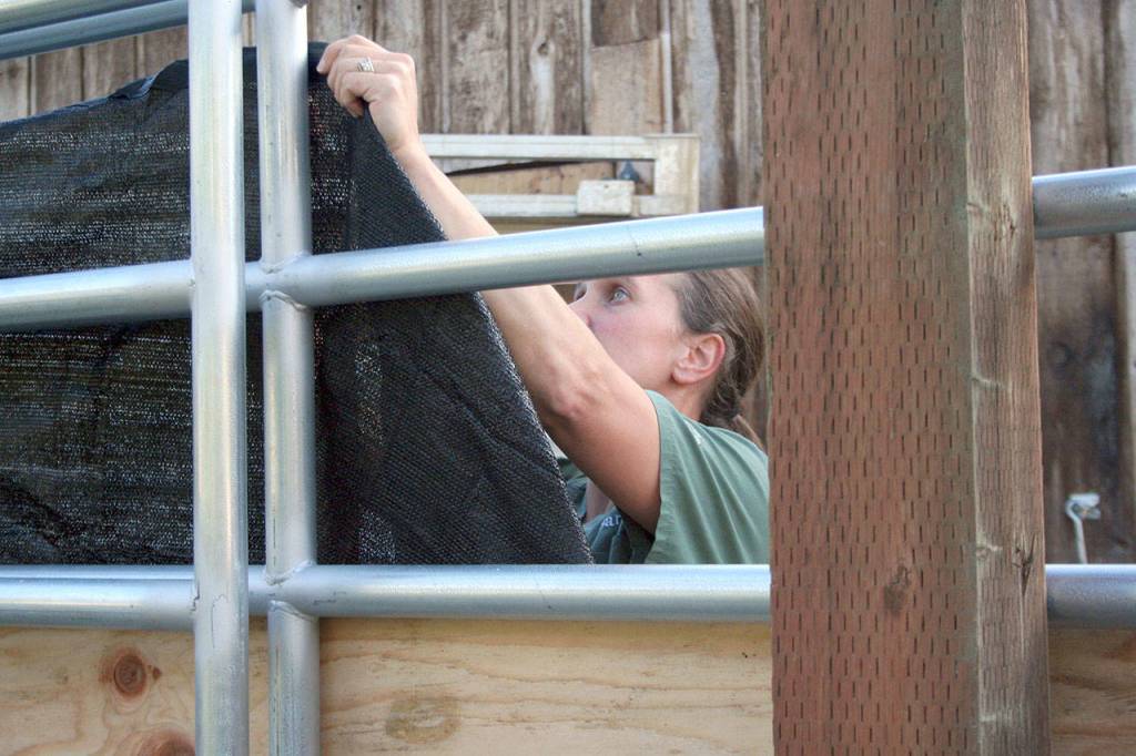 Sara Penhallegon, the director of Center Valley Animal Rescue in Quilcene, stretches weed cloth above the plywood in the alleyway Thursday. The safety measures were put in place so the bison wouldnt try to force their way through the metal railings, Penhallegon said. (Brian McLean/Peninsula Daily News)