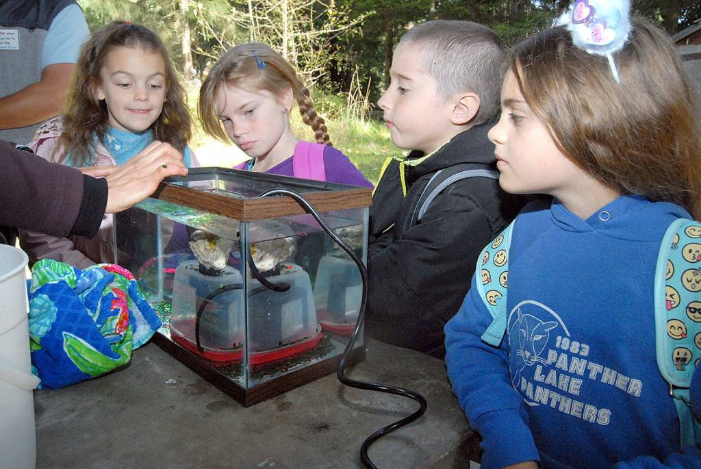 Helen Haller third-grade students, from left, Kimira Crear, Piper Jackson, Gavin Rossi and Bronte Taüran examine a display tank simulating how oysters filter water at a table set up by the Washington State Department of Health during Fridays Dungeness River Festival at Sequims Railroad Bridge Park. (Keith Thorpe/Peninsula Daily News)