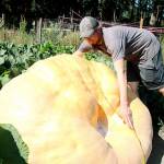 Ryan Nefcy uses measurements to estimate the weight of his giant pumpkin. (Laura Guido/Whidbey News-Times)