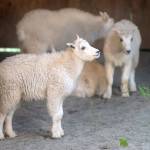 Young mountain goats housed in wildlife park