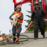 Derrick Halsey of Leading Edge Aviation carries a mountain goat kid to be transported to the North Cascades earlier this year. (Jesse Major/Peninsula Daily News)