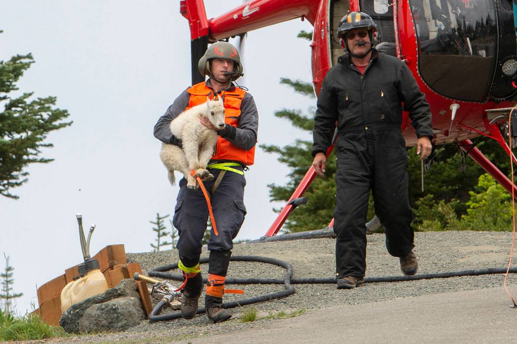 Derrick Halsey of Leading Edge Aviation carries a mountain goat kid to be transported to the North Cascades earlier this year. (Jesse Major/Peninsula Daily News)